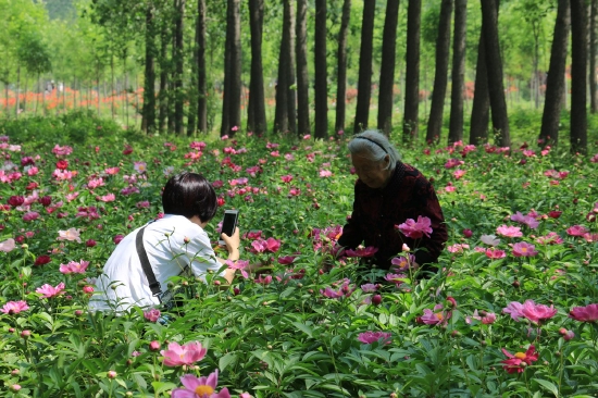 菏澤市東明黃河森林公園游客觀賞牡丹、芍藥。圖片來(lái)源：菏澤市攝影家協(xié)會(huì)